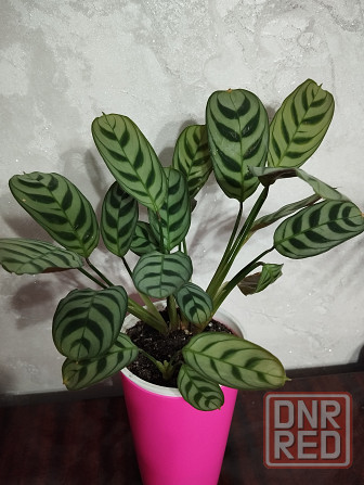 Ктенанта Бурле Макси Донецк - изображение 1