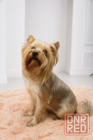 Щенки Йоркширского терьера Енакиево - изображение 2