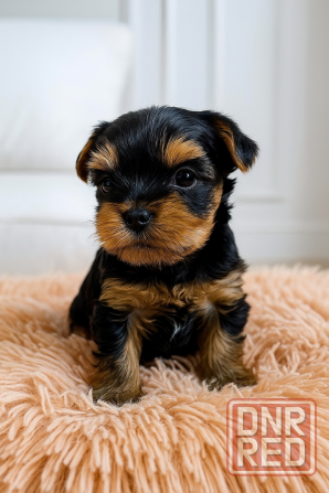 Щенки Йоркширского терьера Енакиево - изображение 1