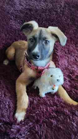 в добрые ручки щенки девочки от простой собачки. Макеевка