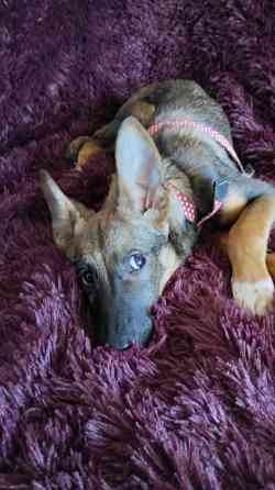 в добрые ручки щенки девочки от простой собачки. Макеевка