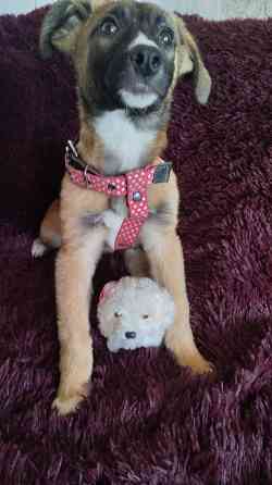 в добрые ручки щенки девочки от простой собачки. Макеевка