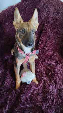 в добрые ручки щенки девочки от простой собачки. Макеевка