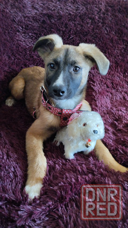 в добрые ручки щенки девочки от простой собачки. Макеевка - изображение 1