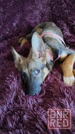 в добрые ручки щенки девочки от простой собачки. Макеевка - изображение 2