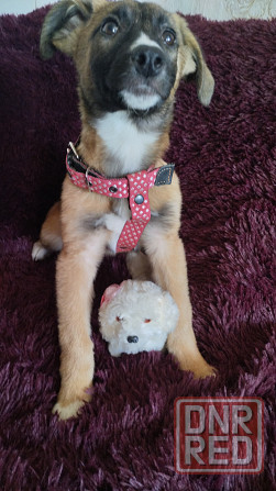 в добрые ручки щенки девочки от простой собачки. Макеевка - изображение 3