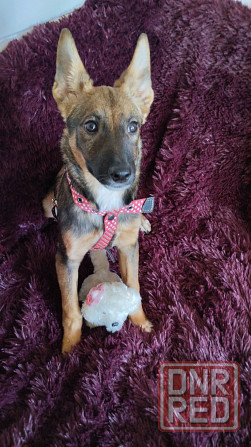 в добрые ручки щенки девочки от простой собачки. Макеевка - изображение 4