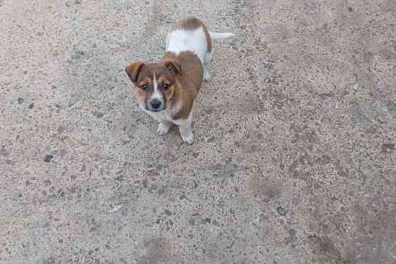 Отдам собачку срочно Донецк