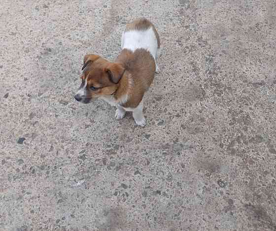 Отдам собачку срочно Донецк