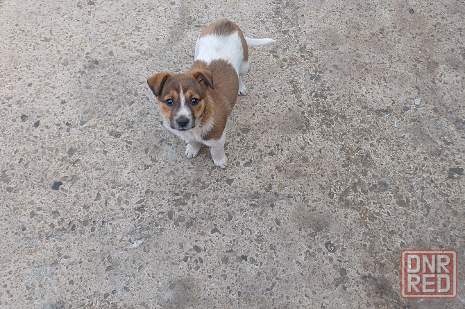 Отдам собачку срочно Донецк - изображение 2