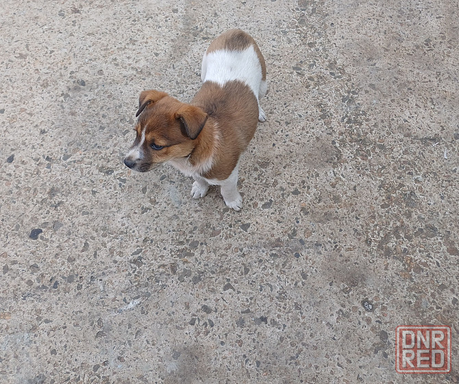 Отдам собачку срочно Донецк - изображение 1