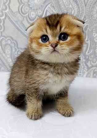 Плюшевая малышка Макеевка