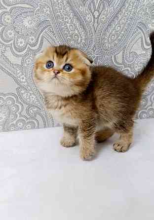 Плюшевая малышка Макеевка