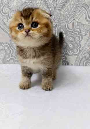 Плюшевая малышка Макеевка