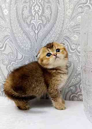 Плюшевая малышка Макеевка