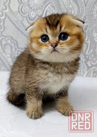 Плюшевая малышка Макеевка - изображение 4