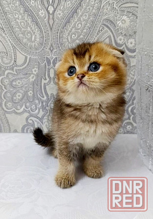 Плюшевая малышка Макеевка - изображение 5