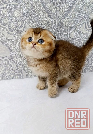 Плюшевая малышка Макеевка - изображение 1