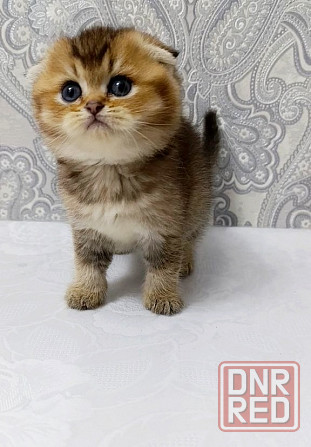 Плюшевая малышка Макеевка - изображение 6