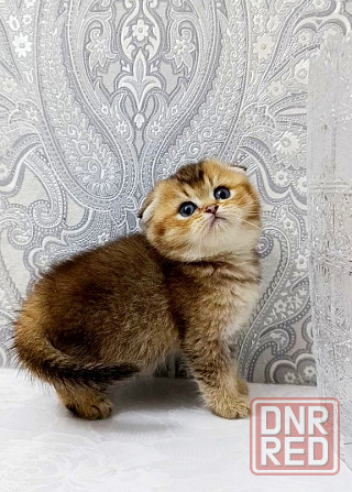 Плюшевая малышка Макеевка - изображение 3