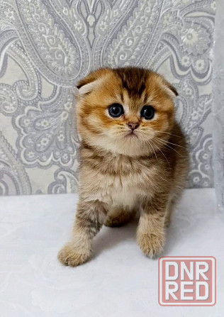 Плюшевая малышка Макеевка - изображение 2