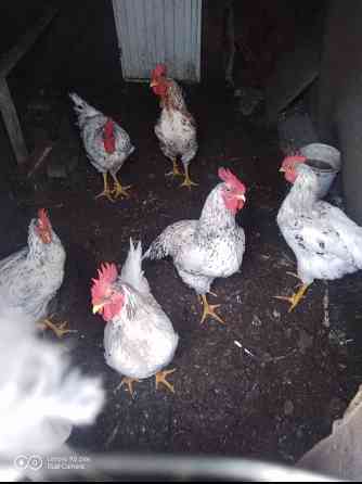 Продам питухов Донецк