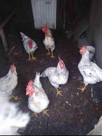 Продам питухов Донецк