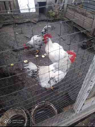 Продам питухов Донецк