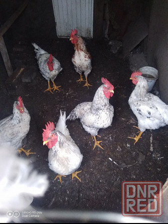 Продам питухов Донецк - изображение 1