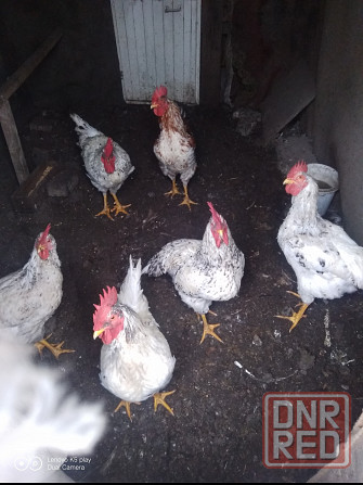 Продам питухов Донецк - изображение 2