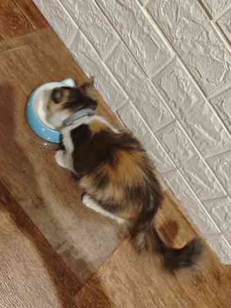 Кошечка Донецк