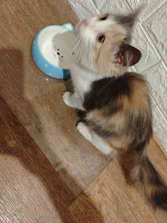 Кошечка Донецк