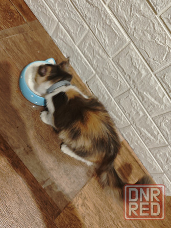 Кошечка Донецк - изображение 2