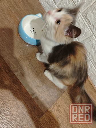 Кошечка Донецк - изображение 1