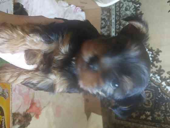 Щенки Бердянск