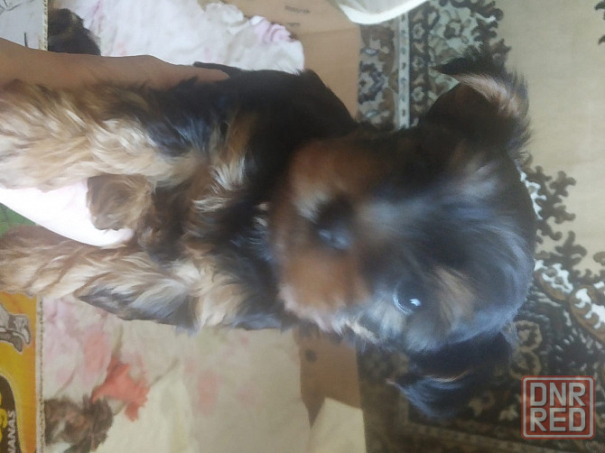 Щенки Бердянск - изображение 1