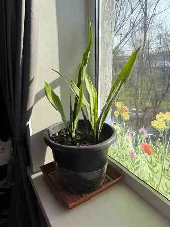 Тещин язык , сансевиерия Донецк