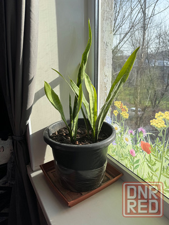 Тещин язык , сансевиерия Донецк - изображение 1