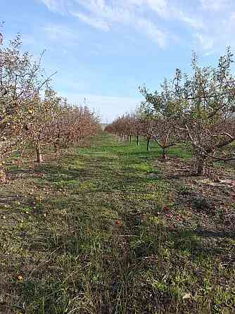 Продам яблоневый сад, 16 га, с. Коминтерново Мариуполь