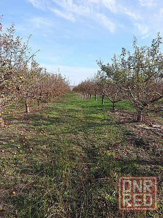 Продам яблоневый сад, 16 га, с. Коминтерново Мариуполь - изображение 1