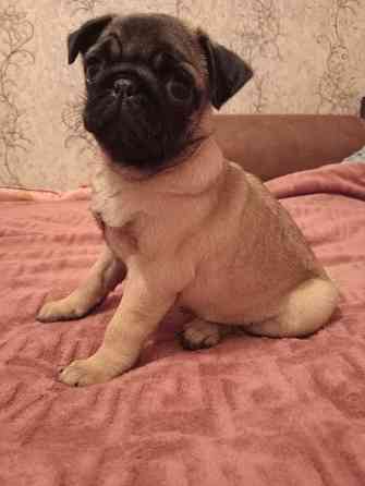 Щенок мопса Макеевка