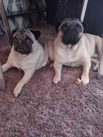 Щенок мопса Макеевка