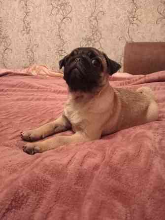 Щенок мопса Макеевка