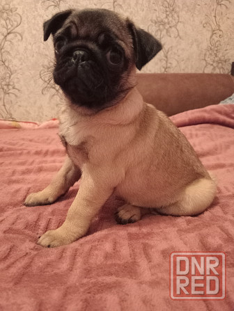 Щенок мопса Макеевка - изображение 2