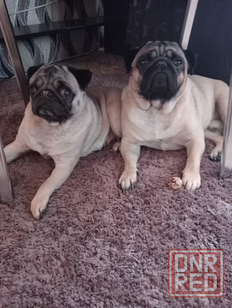 Щенок мопса Макеевка - изображение 3