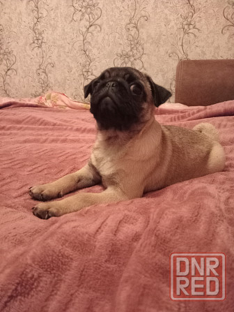 Щенок мопса Макеевка - изображение 1