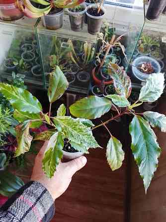 Гибискус Снежная королева Донецк