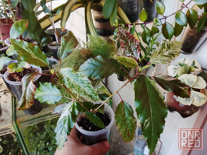 Гибискус Снежная королева Донецк - изображение 2