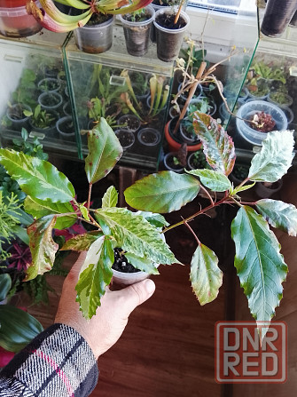 Гибискус Снежная королева Донецк - изображение 1