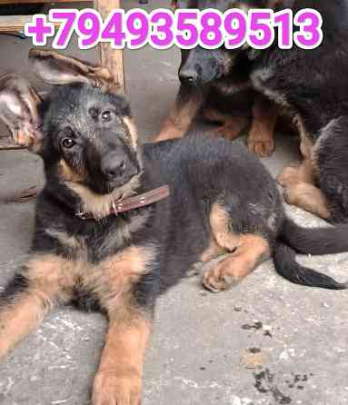 Щенки немчики Донецк